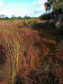 Aripeka Sandhills Preserve 03