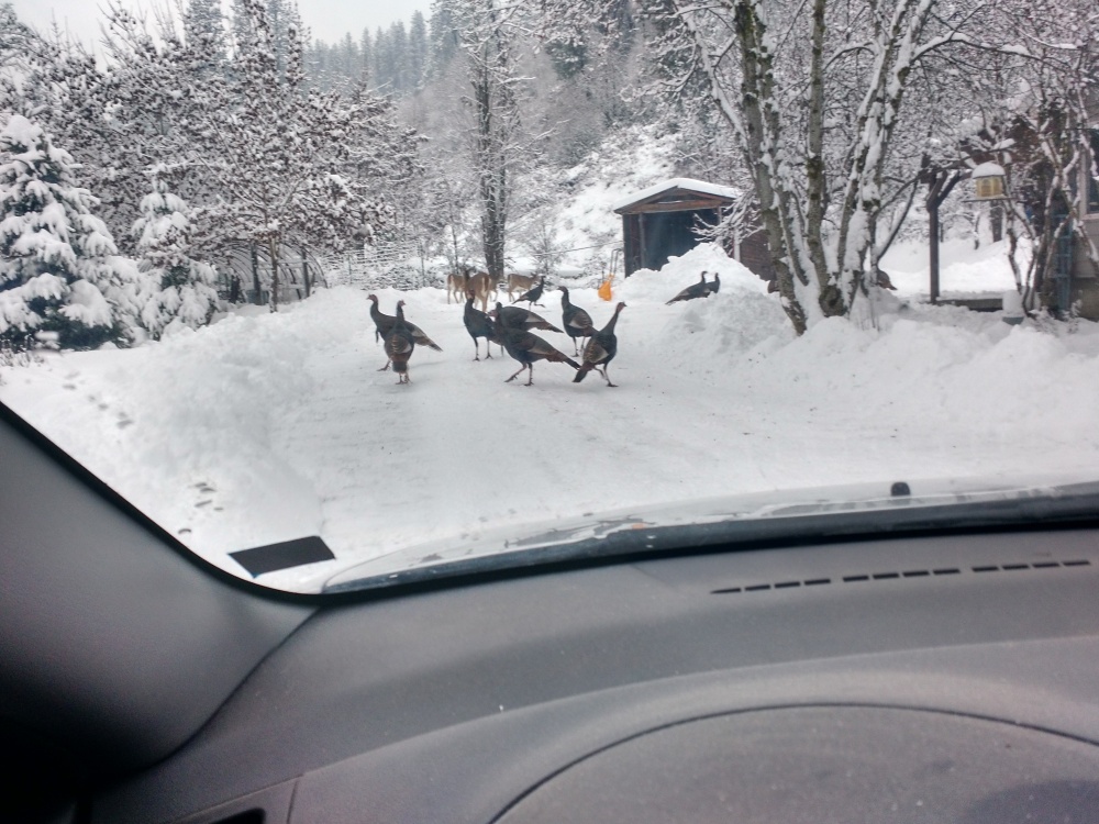 Clearwater County Title Co 01