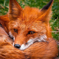Mortgage Foxes powered by Progressive Lending Solutions 01