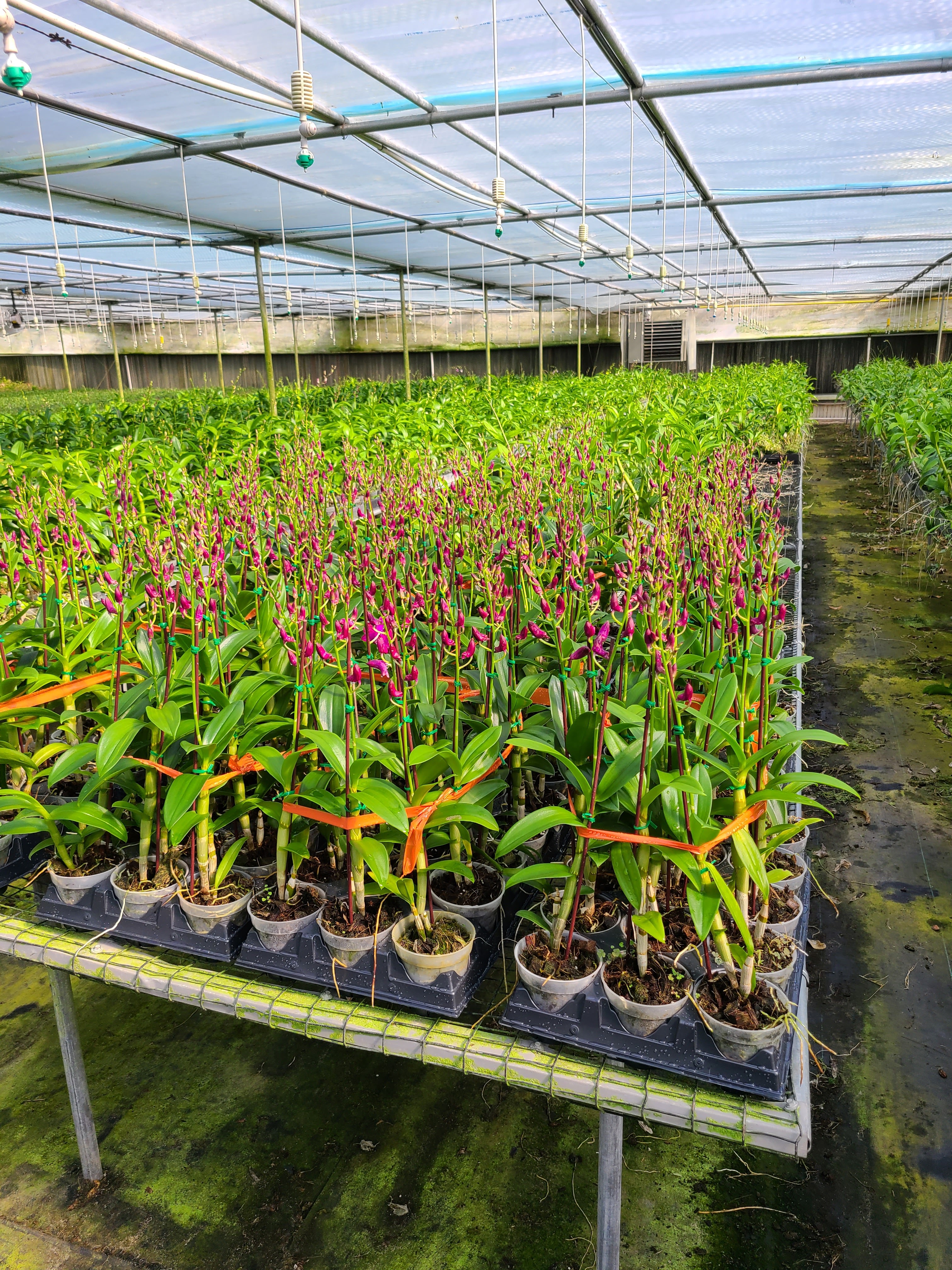 BJ Orchid 01