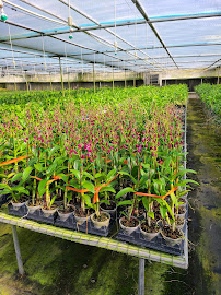 BJ Orchid 01