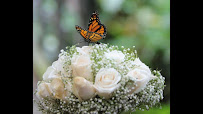 Spirit of The Butterfly - Notary Services & Wedding Officiant 01