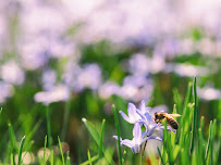 Wildflower Financial 01